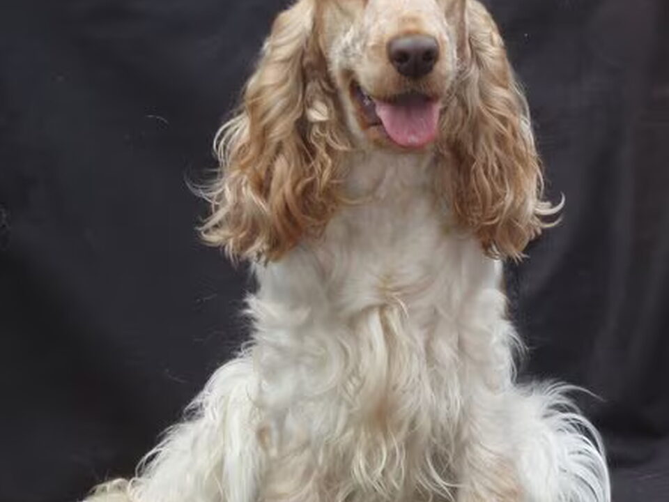 Pups van Mafego's (Noord-Brabant)