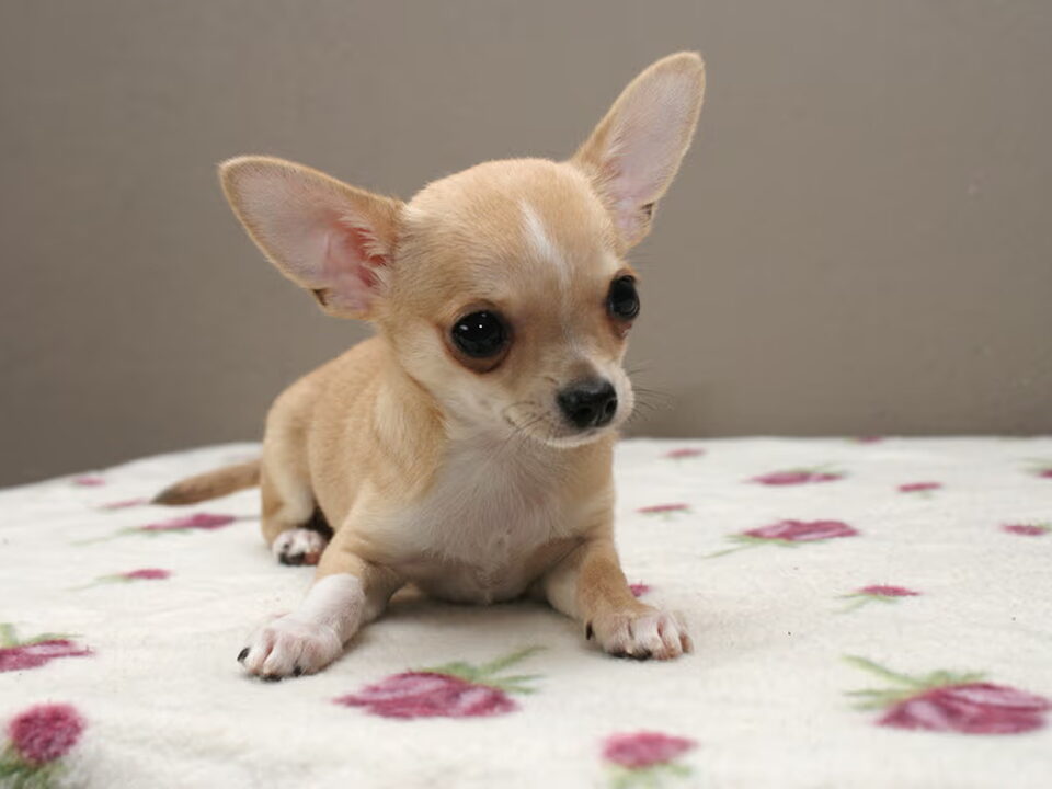 Pups van From Appleville