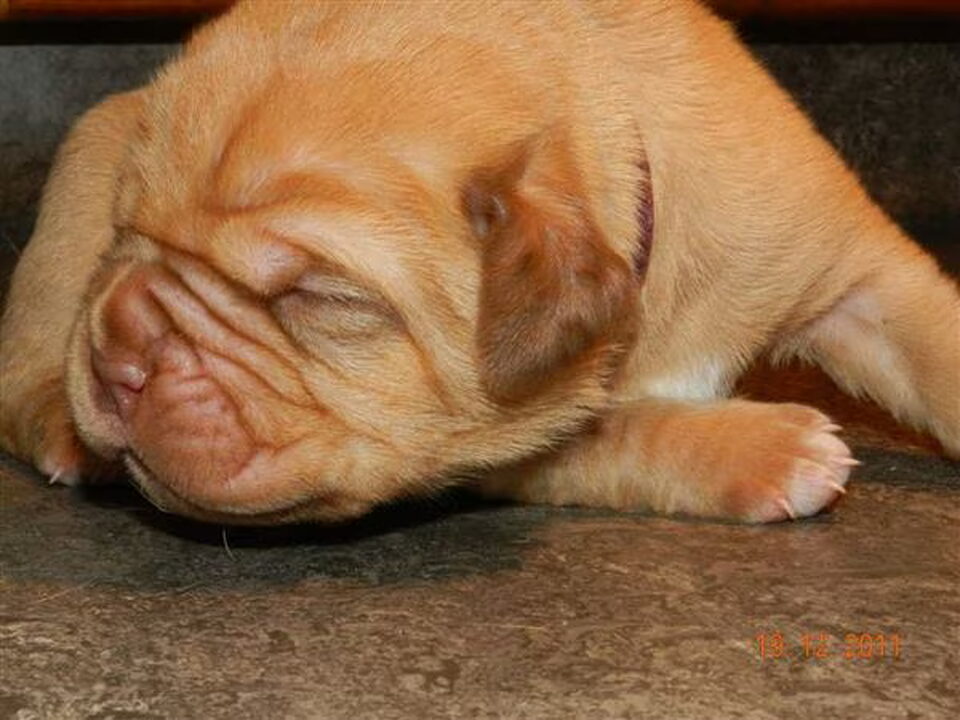 Pups van Denlot Bordeauxdog