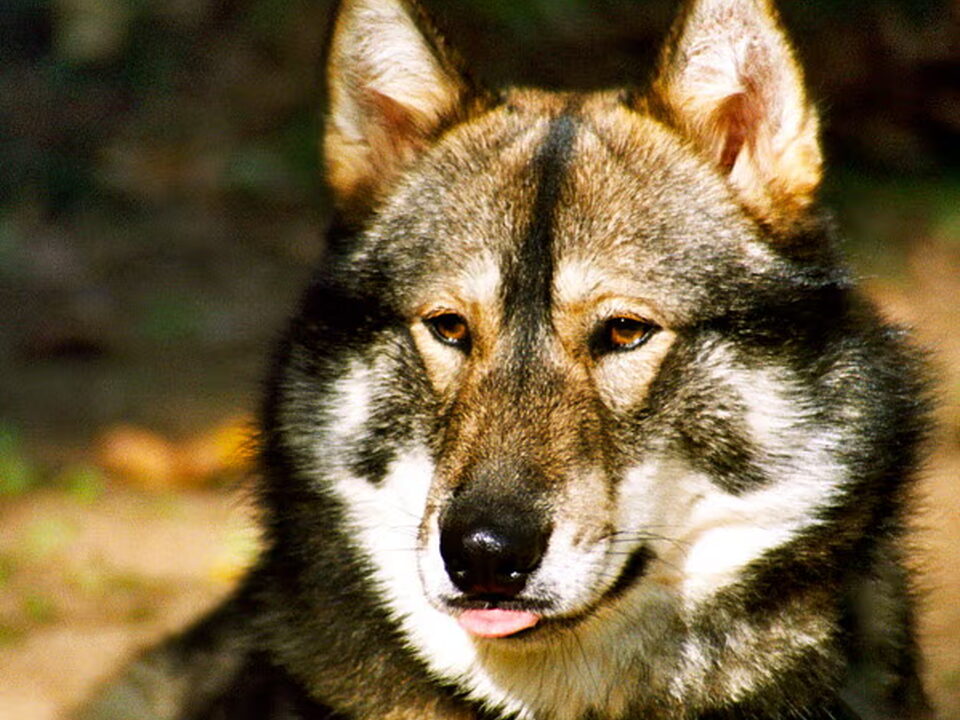 Laika, West Siberische