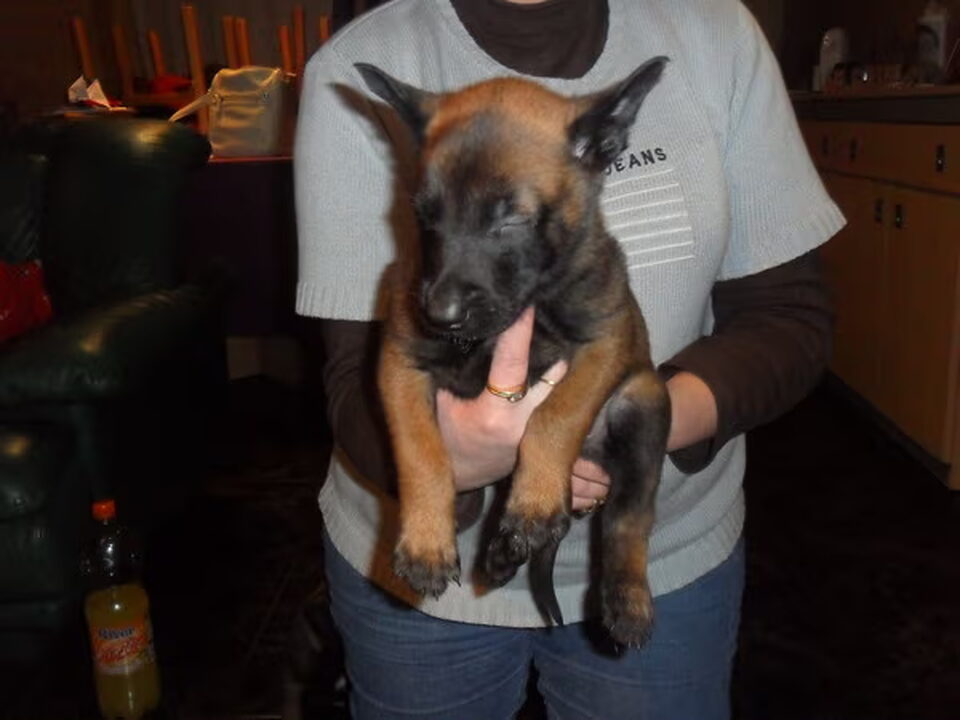 Pups van schoon veerle