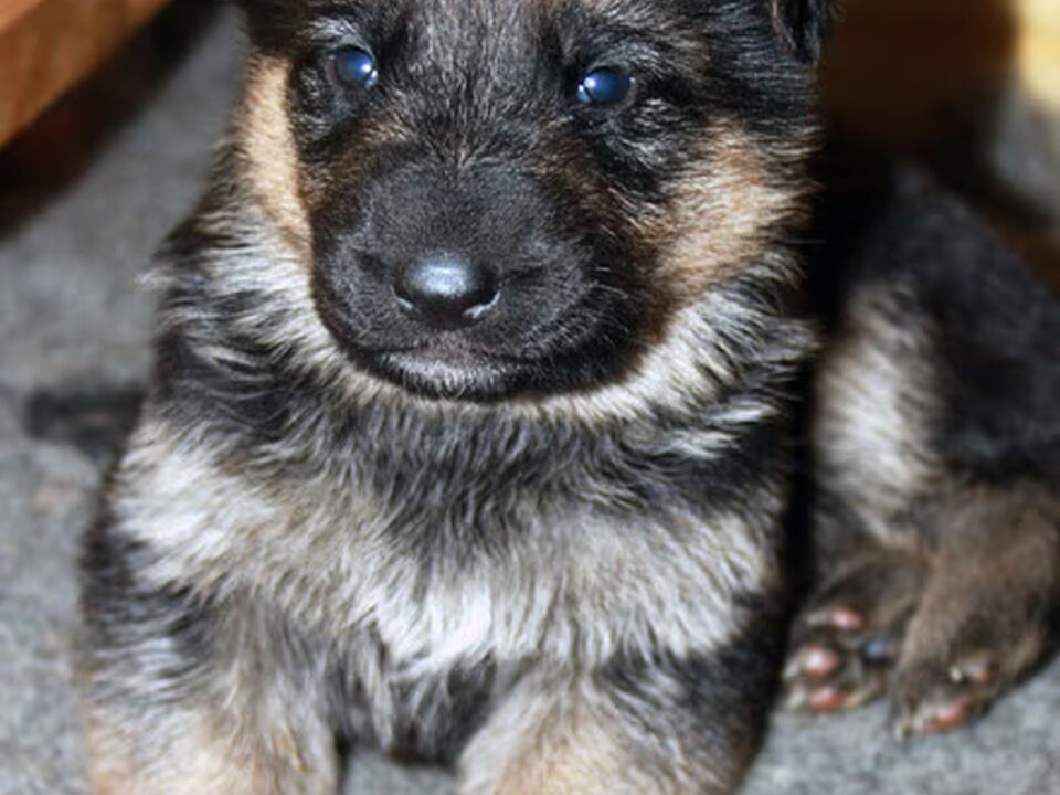 Pups van vom Twickelland