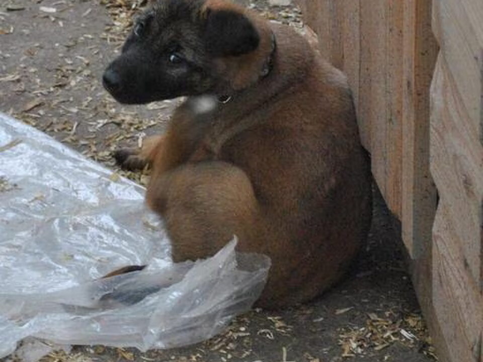 Pups van Von Trojenhoff