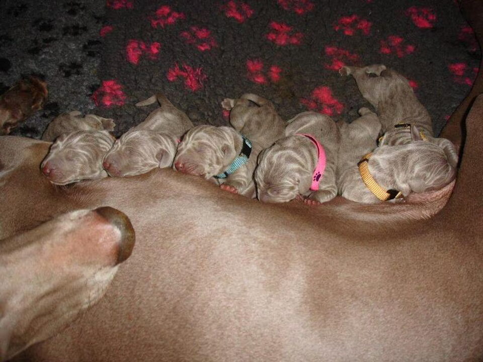 Pups van Meander Weimaraners-Leonor & Robert Honing