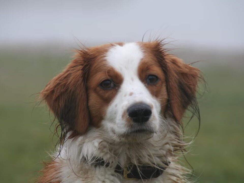 Kooikerhondje