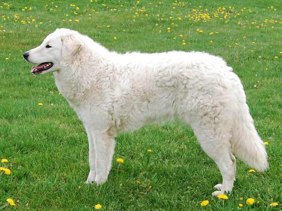 Foto van Aanrader!  Kuvaszkennel: Fehér Csavargo