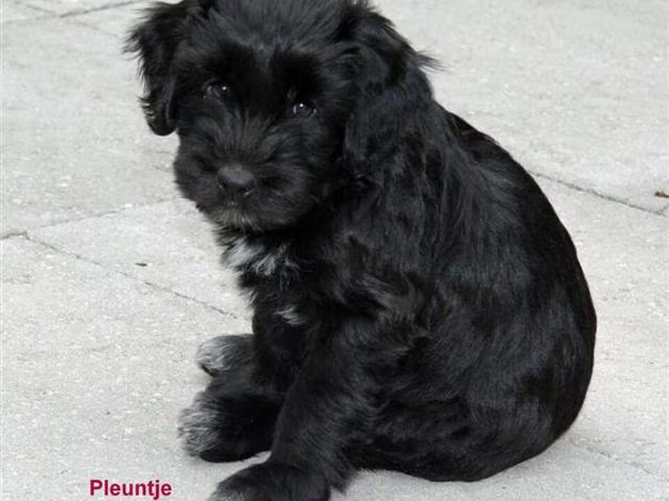 Pups van van Garijpe