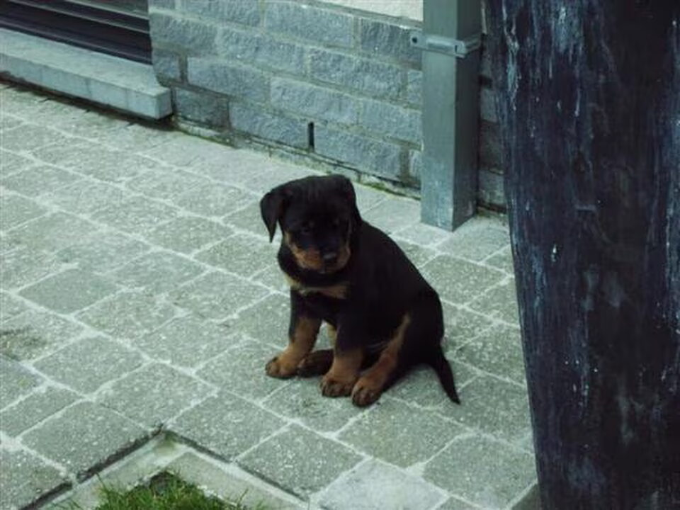 Pups van Van't Puntshofke