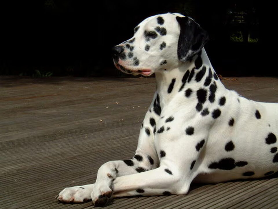 Dalmatische hond