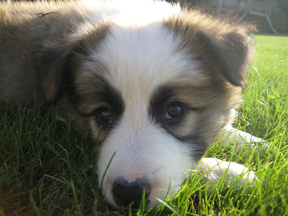 Pups van falsenhoeve
