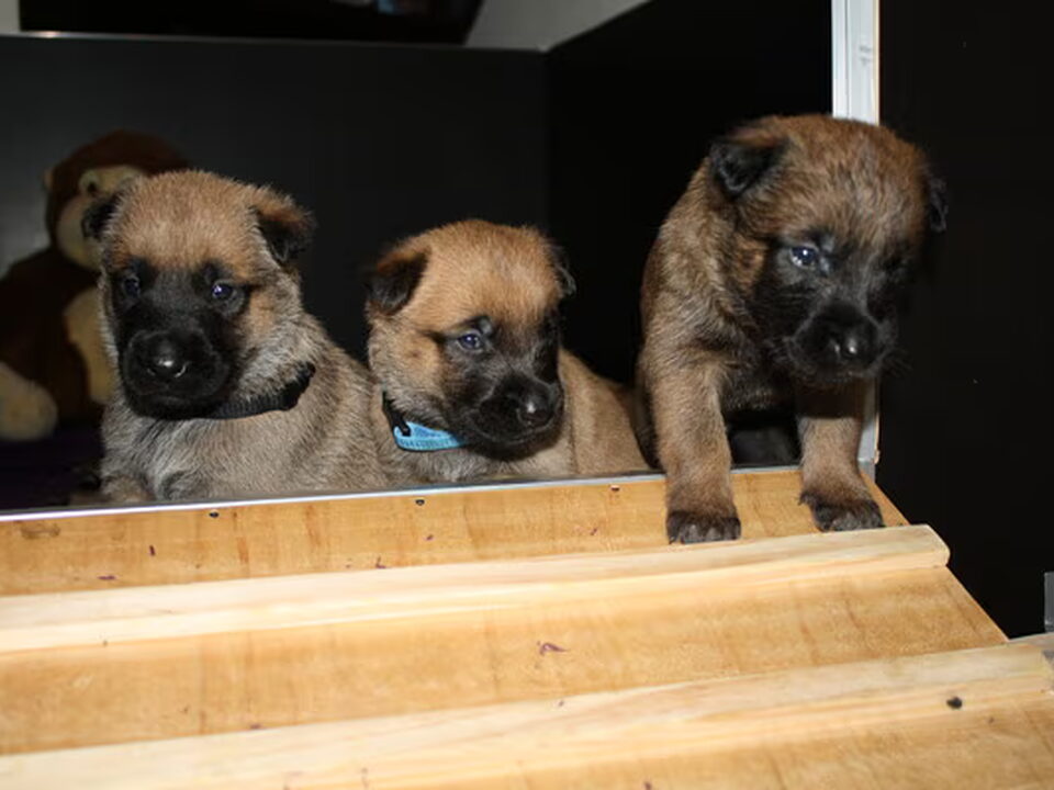 Pups van Of Nani's Eyes