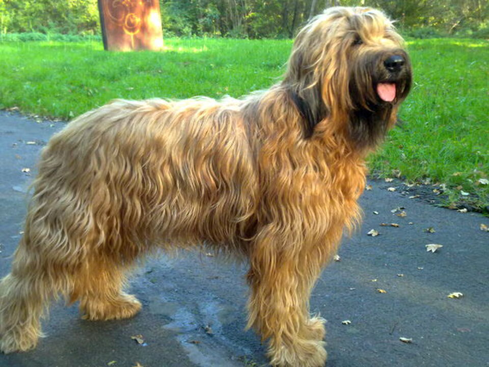 Pups van Briardkennel v. Marinlodyus