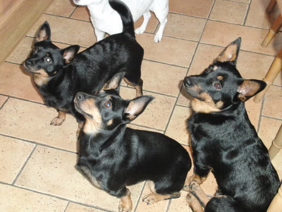 Foto van Clogmills Lancashire Heelers