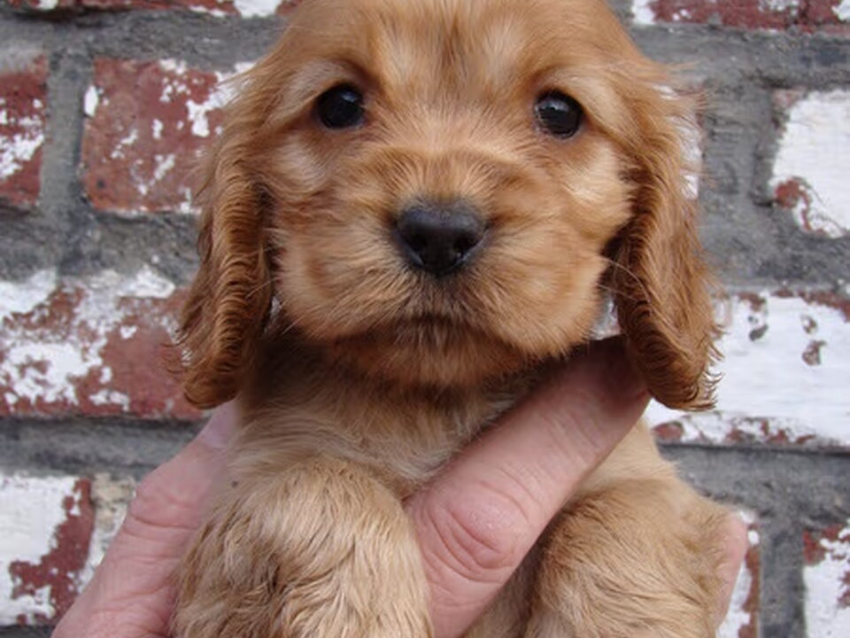 Pups van Secret of love