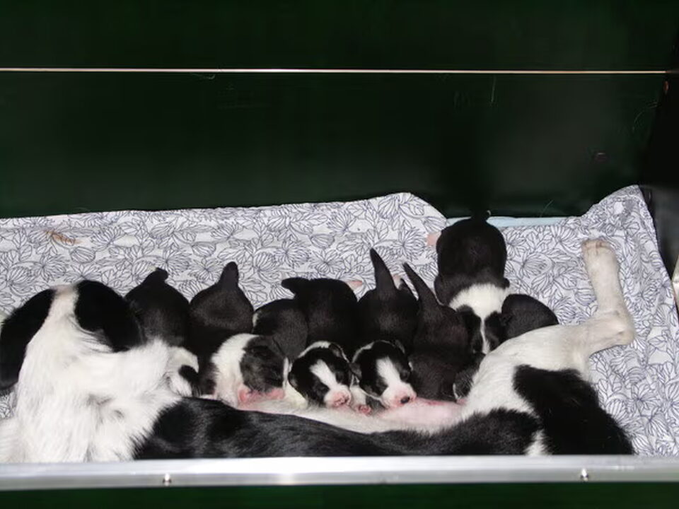Pups van Elize Poelenije