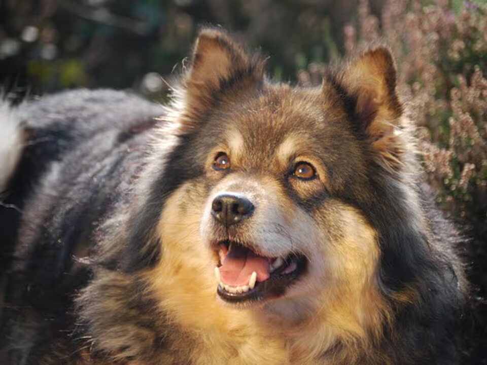 Finse Lappenhond