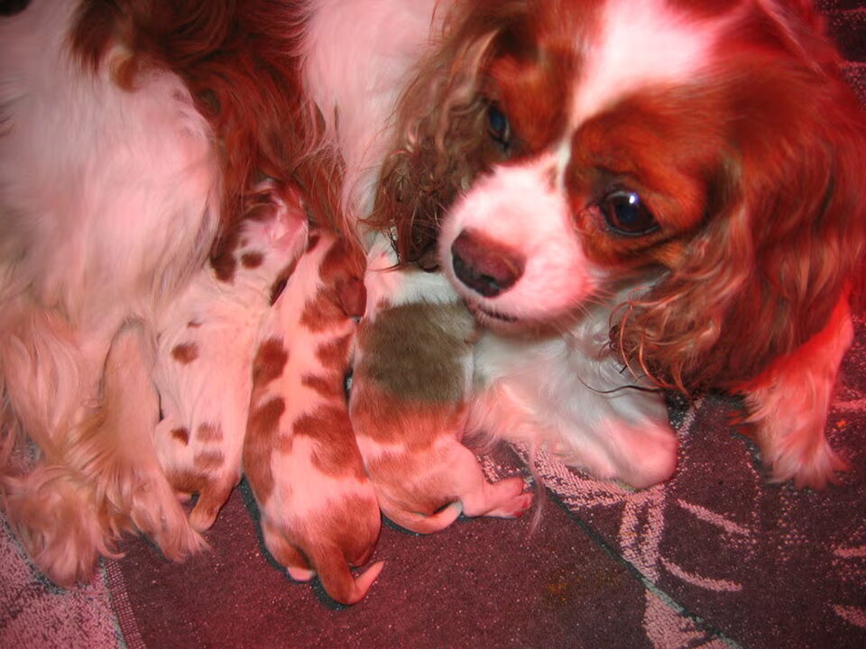 Pups van Annemie Peeters