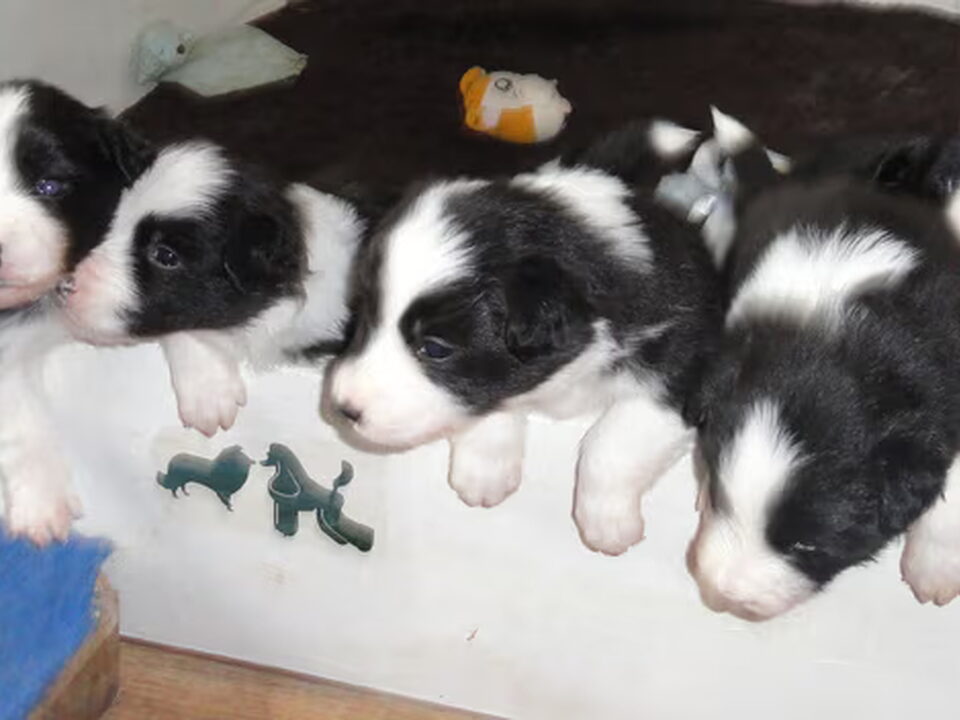 Pups van Robrensis
