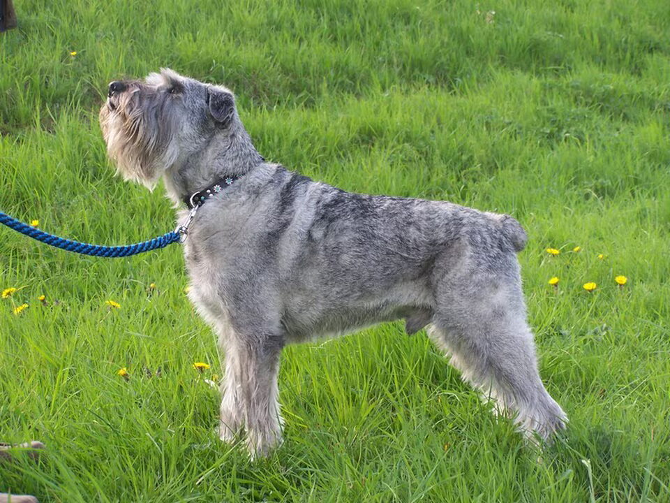 Middenslag Schnauzer, peper en zout