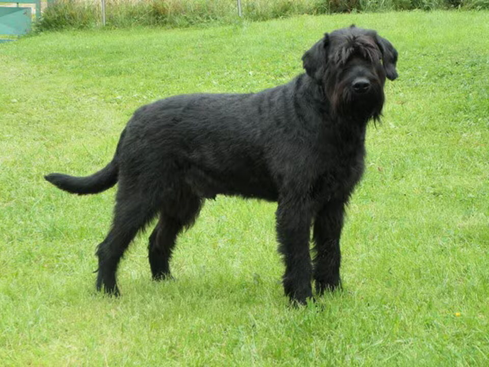 Riesenschnauzer, zwart