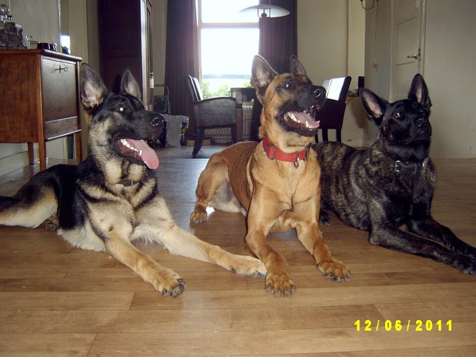 Pups van Sandra van der Pol