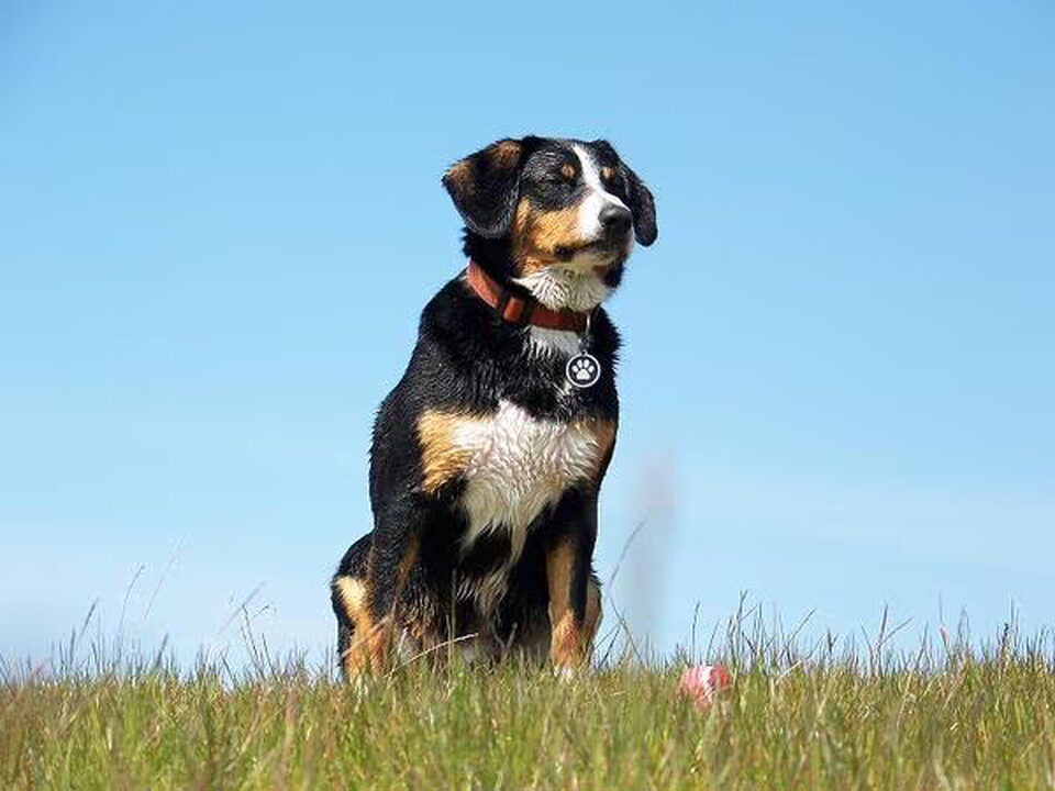 Entlebucher Sennenhond