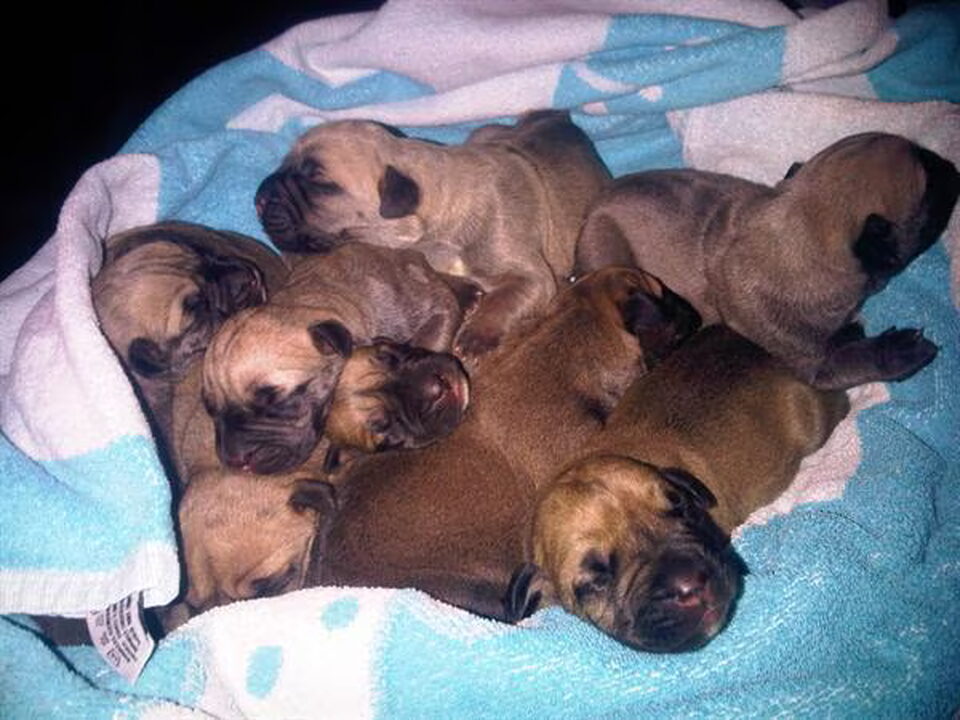 Pups van Susan Tijssen