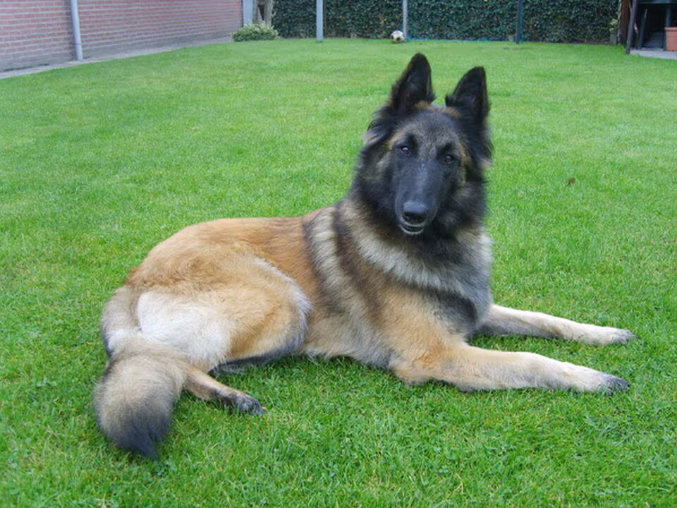 Pups van Annemieke van Beers