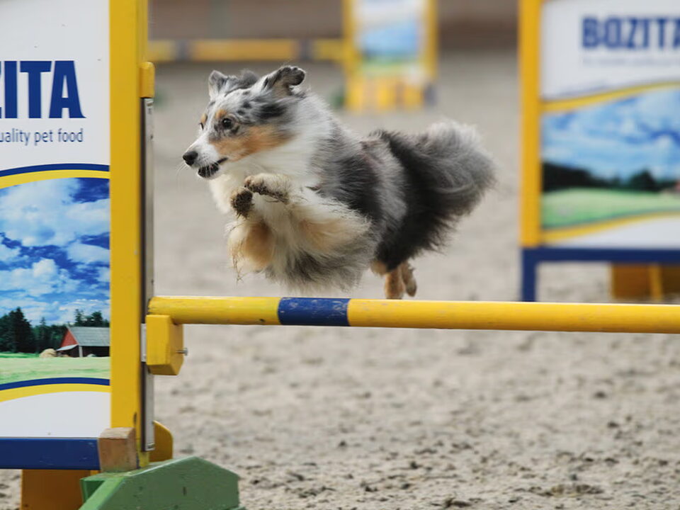 Foto van Amazing Velocity
