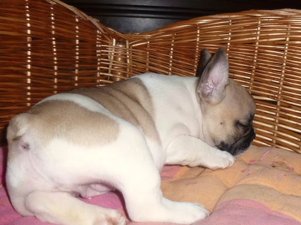 Pups van Bulldozaurus FCI