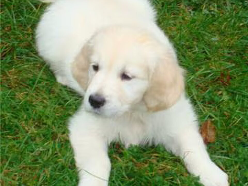 Pups van Noordzij