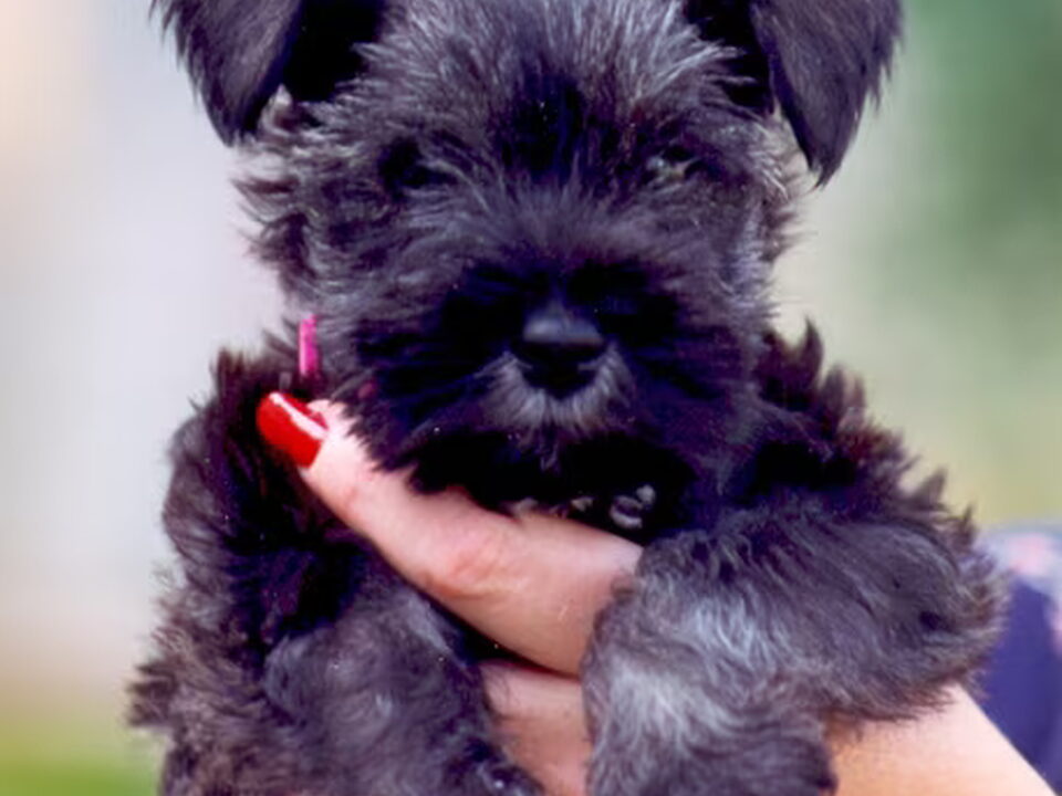 Affenpinscher