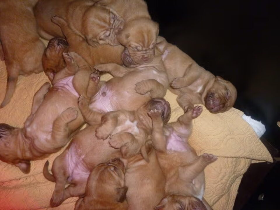 Pups van saskia