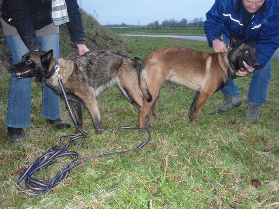 Pups van "Van Goeden Huize"