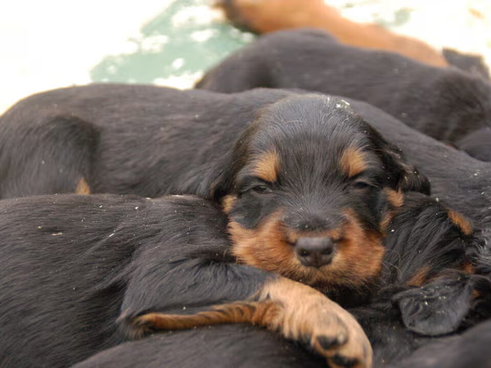 Pups van Beautiful Darkness
