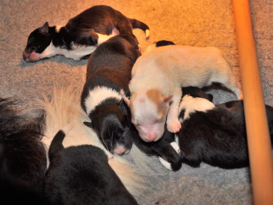Pups van You'll be in my Heart