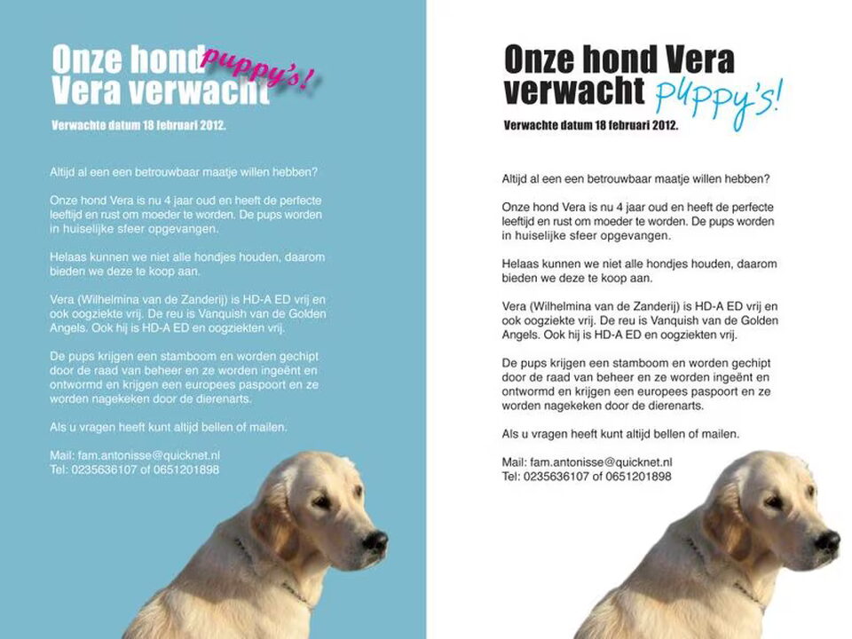 Foto van Goldenpups van Antonisse