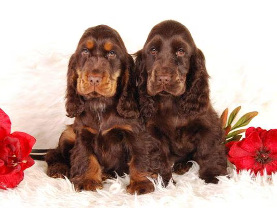 Pups van @ Csipirkei cockers @