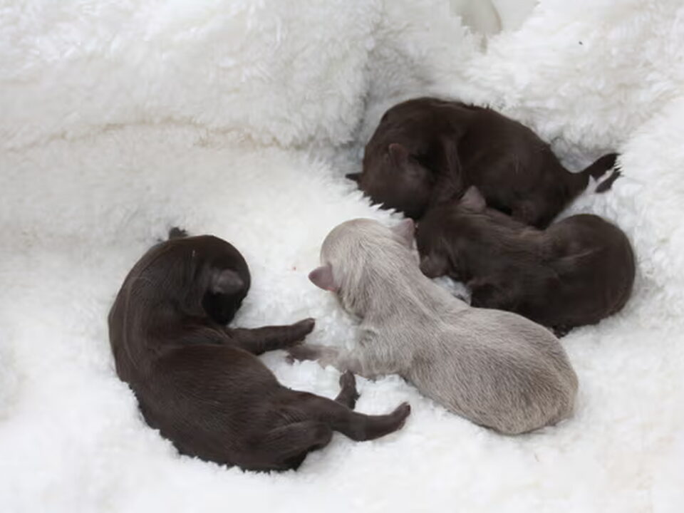 Pups van chikechihuahua