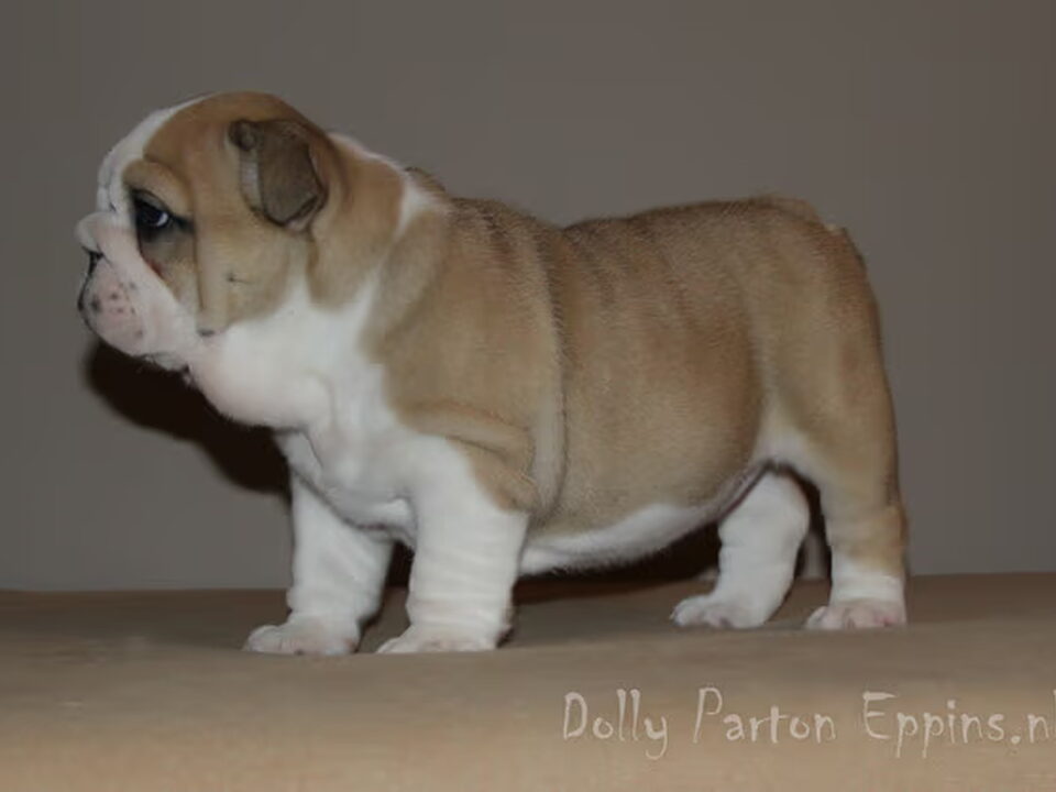 Pups van eppins
