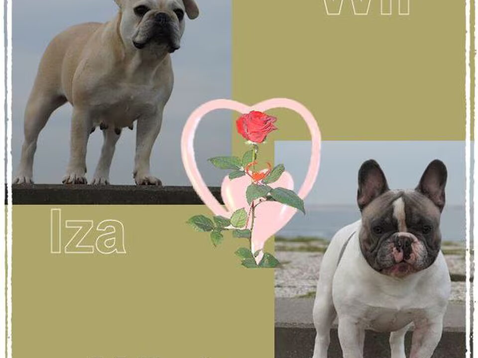 Pups van From Nala´s Empire