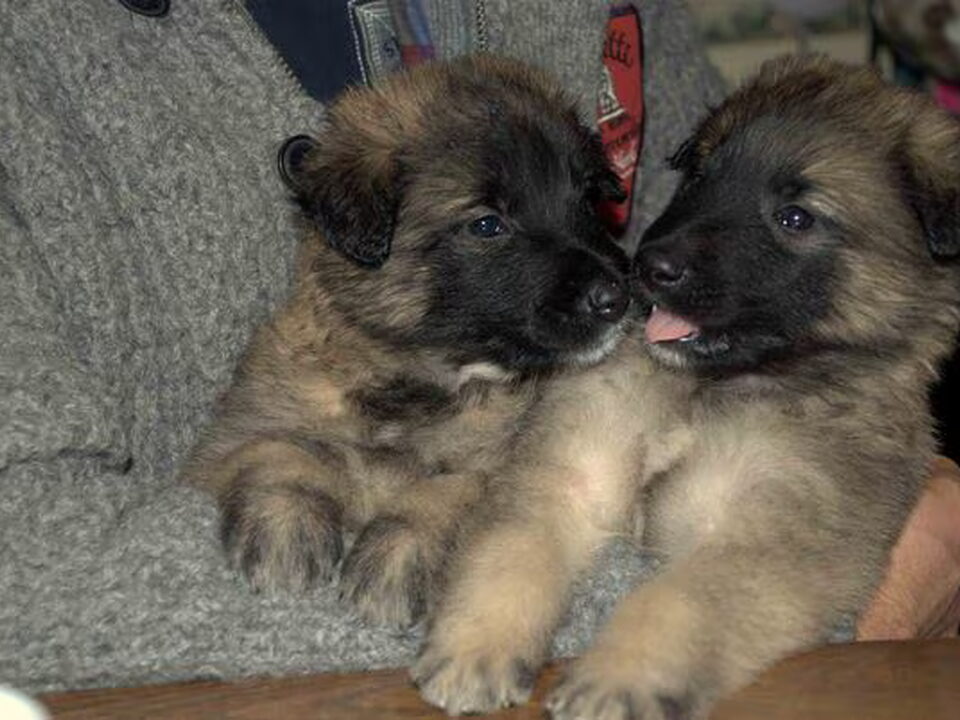 Pups van Il Vero bene amico