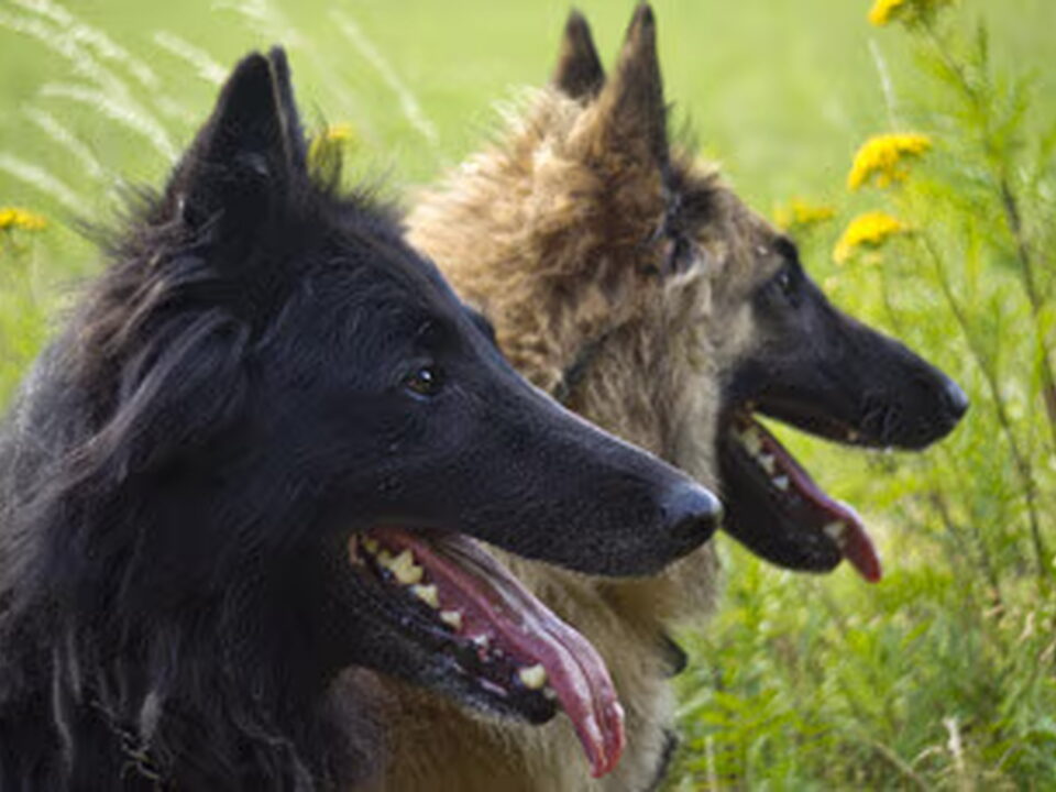Pups van Il Vero Bene Amico
