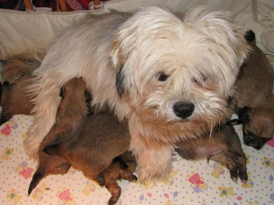 Pups van Myriam Vergauwen