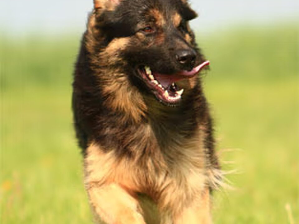 Pups van Anke Wundrock (Von Schloss Bladenhorst)