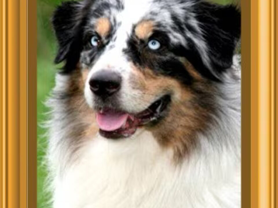 Pups van Evulon's