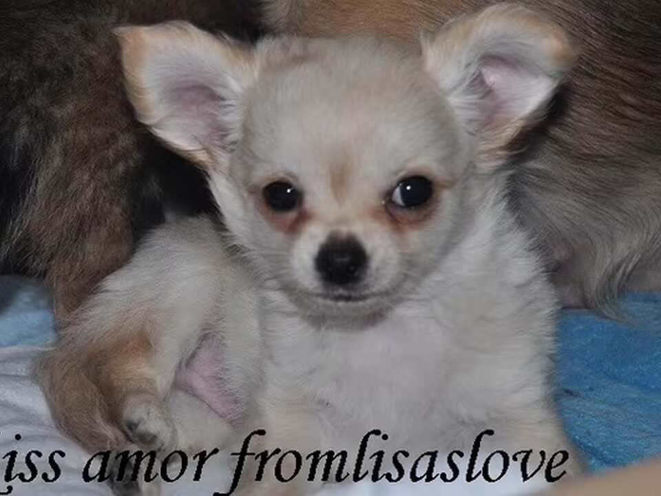 Pups van www.fromlisaslove.nl