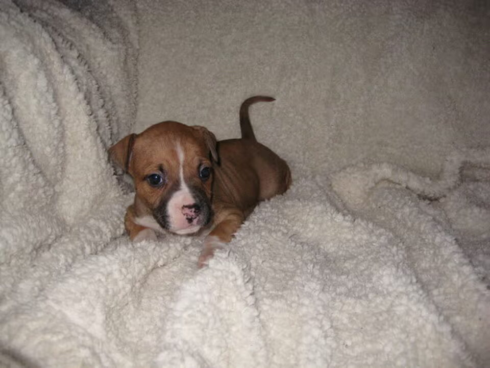 Pups van Ellen