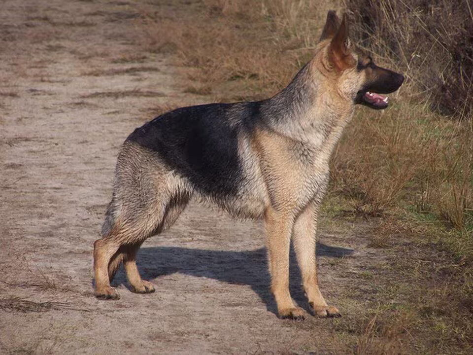 Pups van Van Meisels Stee
