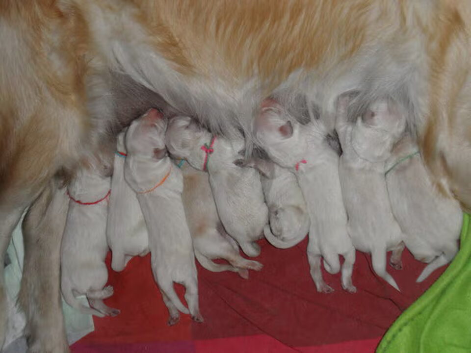 Pups van Goldenpups van Antonisse
